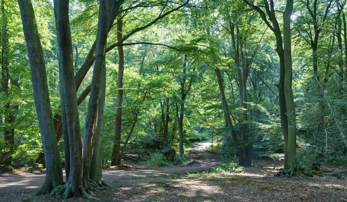 epping essex